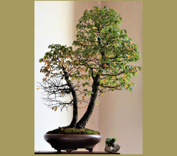 Mostra Bonsai 