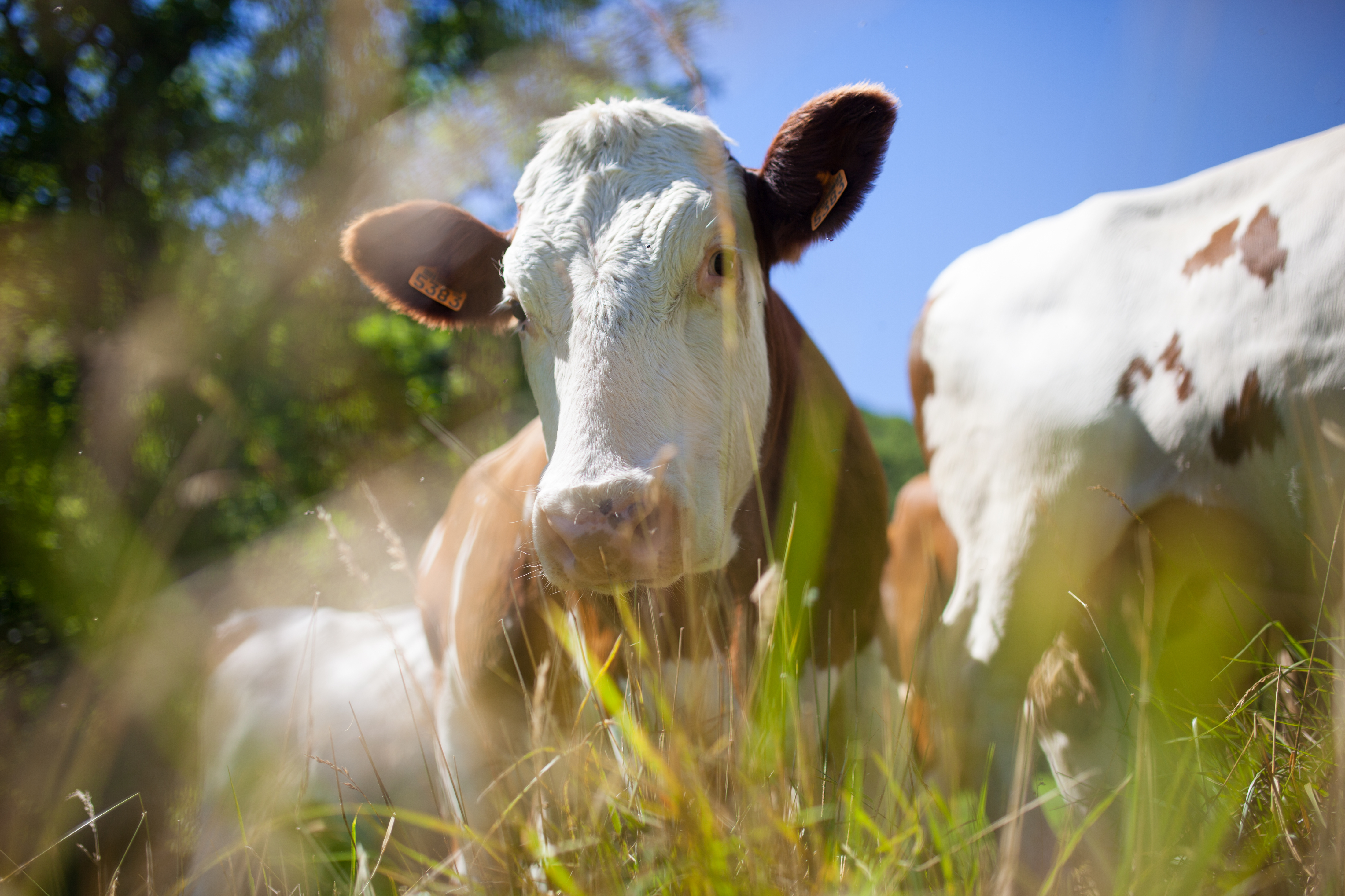 Aste pubbliche per la concessione in affitto per 6 anni (2025- 2031) dei complessi comunali da destinare ad uso agro-zootecnico ed agrituristico denominati "Malga Montegal" e “Malga Van”